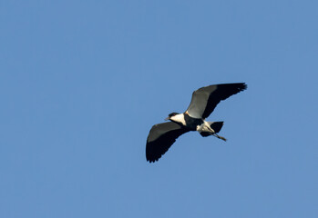 Spur-winged Lapwing (Vanellus spinosa) in flight
