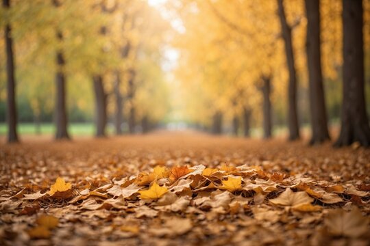 Autumn leaves with blurred autumn park background