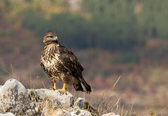 Common Buzzard in autumn mountain