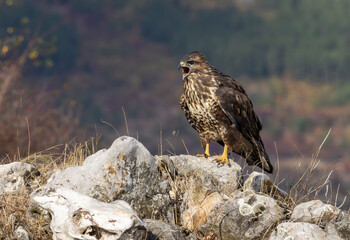 Common Buzzard in autumn mountain