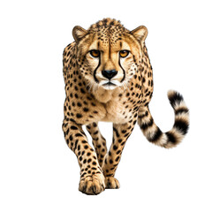 Cheetah Running Isolated on Transparent or White Background, PNG