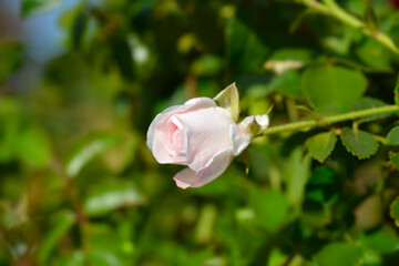 Groundcover Rose White Hedge flower bud