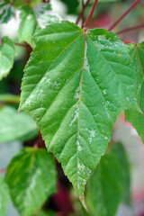 Snakebark maple Red Flamingo leaves