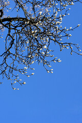 Magnolia tree branches with flower buds