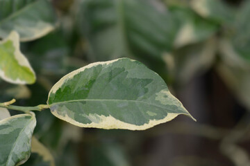 Variegated Lemon leaf