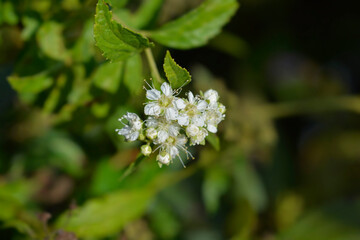 Japanese spirea Albiflora flowers