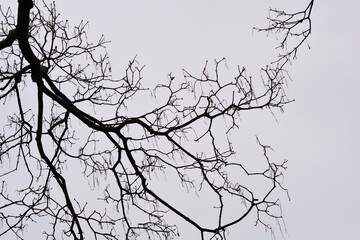 Common sycamore branches in winter