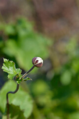 Anemone Frilly Knickers flower bud