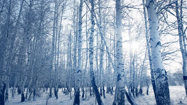 Snow-covered trees in winter forest against the sky. Snowflakes fall from the branches and spin in the air. Zoom out. Abstract winter nature background
