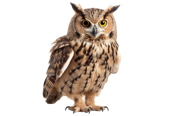 Fototapeta premium Owl isolated on transparent background.