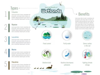 Foto op Plexiglas Infographic of the types and benefits of wetlands. In the center landscape of a wetland with water lily leaves, flora and fauna. © María Pilar Martínez
