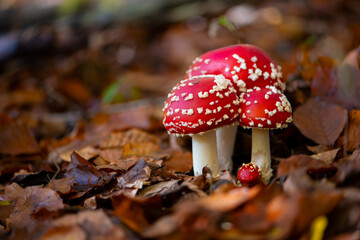 Amanita muscaria or “fly agaric“ is a red and white spotted poisonous toadstool mushroom. Group...