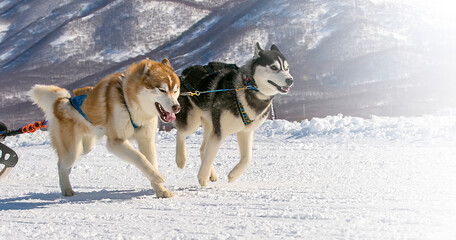 Sled dogs team running in the snow on Kamchatka on soft sunlight