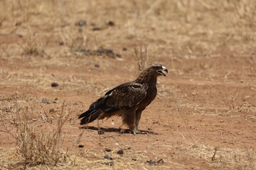 Adler3