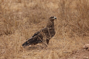 Adler5