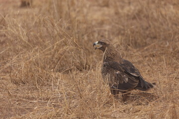 Adler6