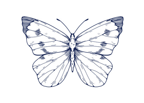 Cabbage butterfly, engraved etched drawing in vintage style. Retro detailed moth. Hand-drawn insect, tropical moth. Handdrawn woodcut vector graphic illustration isolated on white background