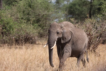 Fototapeta na wymiar Elefant4