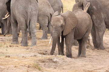 Fototapeta premium Elefant10