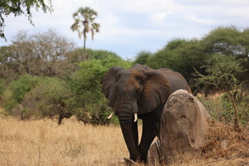 Fototapeta na wymiar Elefant30