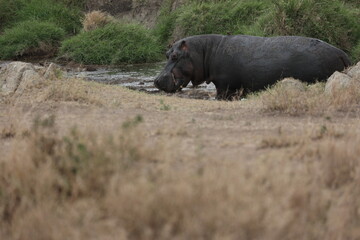 Hippo2