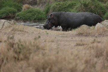 Hippo3