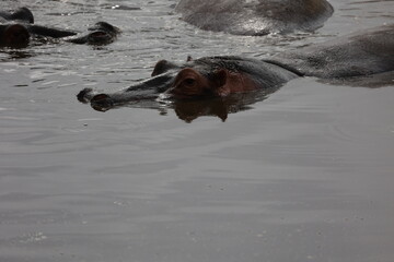 Fototapeta premium Hippo5