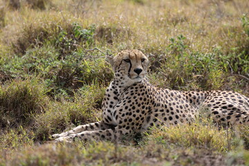Gepard1