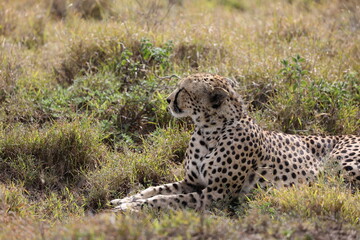 Gepard4
