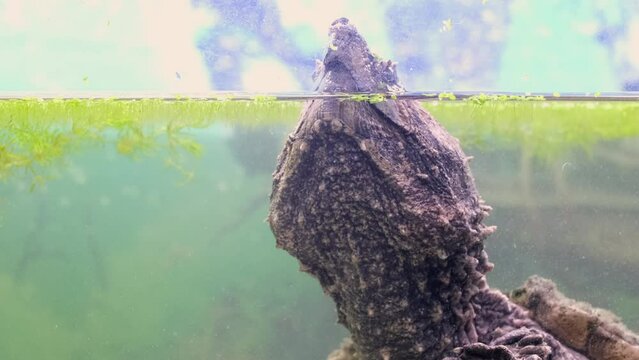 Snap turtle close-up. Underwater of Snapping Turtle Swimming near Bottom Making Bubbles in South Dakota.