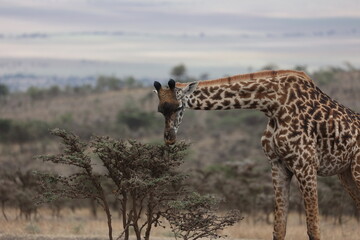 Giraffe2
