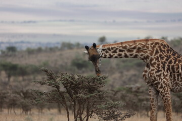 Giraffe3
