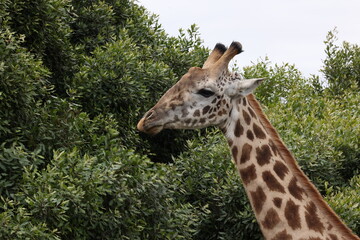 Giraffe12