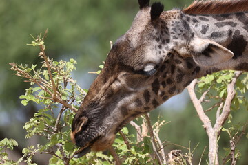 Giraffe28
