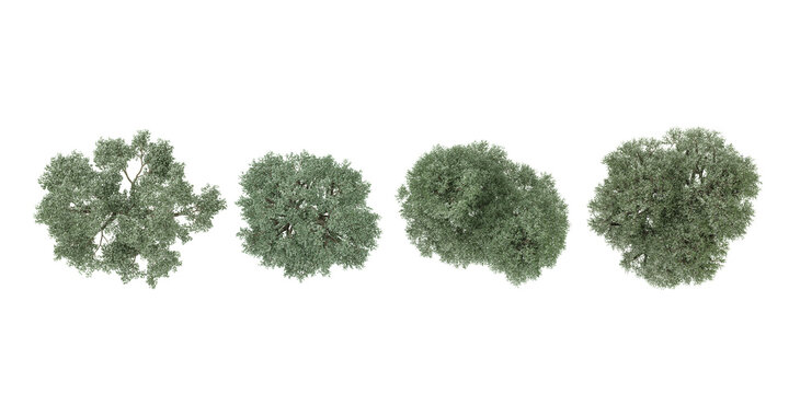 Olive trees top view on the forest panoramic