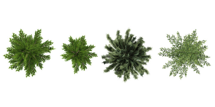 Picea,Pinus mugo trees in the forest, top view, area view, isolated on transparent background, 3D illustration, cg render