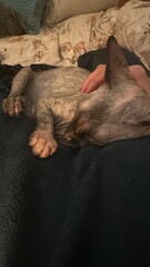 GATITO SPHYNX MUY UNIDO  A SU DUEÑO