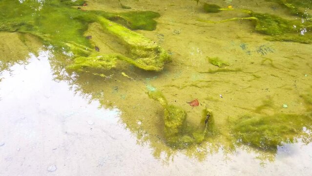 Green dirty water in which mud and algae float, background, texture