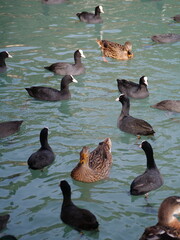 ducks in the lake