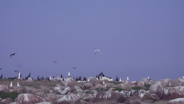 Boulder granite island (luda) and seabird colonies. Settlement of Herring gulls and Great cormorants. Gulf of Finland, Baltic Sea