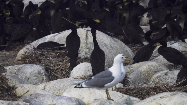 Colony of southern cormorant (Phalacrocorax carbo sinensis) on islands of Gulf of Finland, Baltic Sea. Colony is located on granite boulder ludas. The male builds a nest