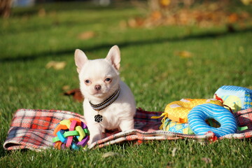 Cute Chihuahua Puppy sitting in the park on a green grass. Funny playful chihuahua puppy. Domestic pets