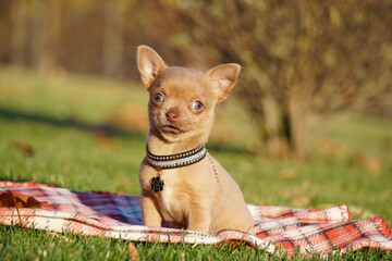 Cute brown Chihuahua Puppy sitting in the park on a green grass. Funny playful chihuahua puppy....