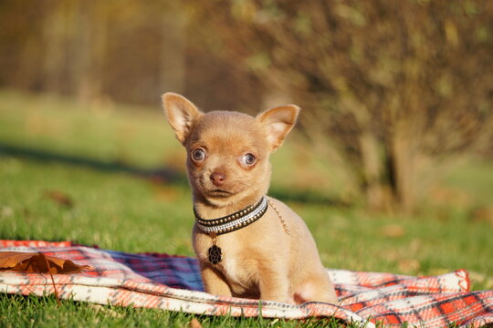 Cute brown Chihuahua Puppy sitting in the park on a green grass. Funny playful chihuahua puppy. Domestic pets