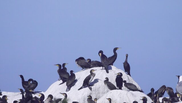 Colony of southern cormorant (Phalacrocorax carbo sinensis) on islands of Gulf of Finland, Baltic Sea. Colony is located on granite boulder ludas. Conflicts between birds for dominance at top