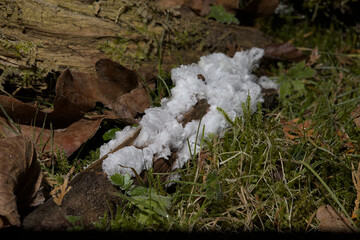Bad Karlshafen, Germany - 01/23/2021: Wonder of hair ice on a deadwood branch in the forest between grass, moss and leaves.