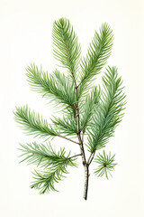 Pine branch isolated on white background. Illustration of fir tree branch isolated on white
