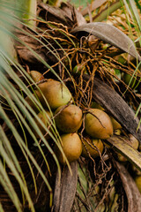 coconuts in coconut palm on a sunny day