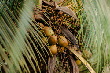 close up of a coconut