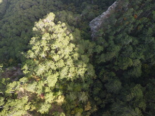 Naklejka na ściany i meble Aerial panoramic view of forest on rocky mountain slope - Ai Petri, Yalta, Crimea. Abstract aerial nature forest and mountains. Weather and Climate Change. Vacation, travel and holiday concept